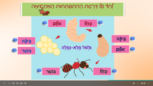 ⁦חרקים⁩ – תמונה ⁦6⁩