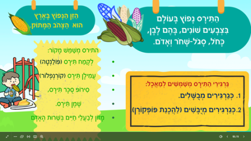 ⁦תירס⁩ – תמונה ⁦2⁩